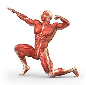 Hoe spieren groeien